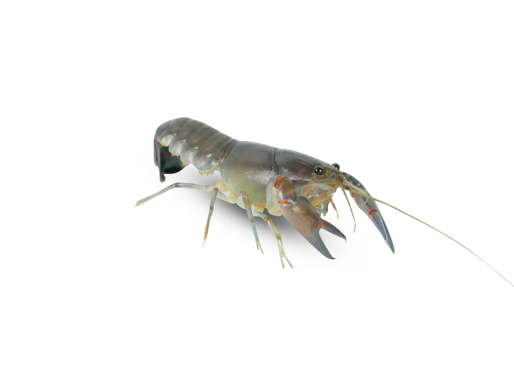 Live Pet Yabby for Sale