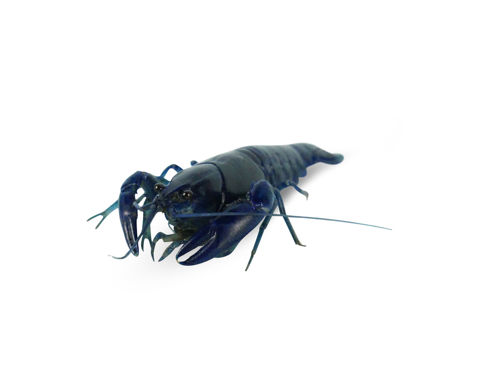 Live Pet Yabby for Sale