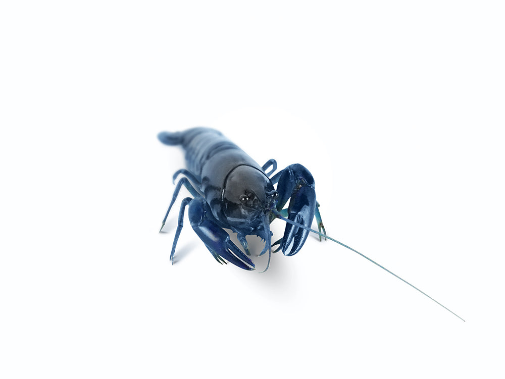 Live Pet Yabby for Sale