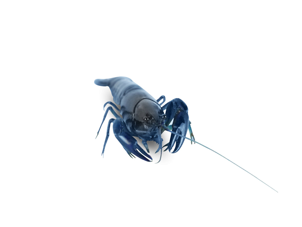 Live Pet Yabby for Sale