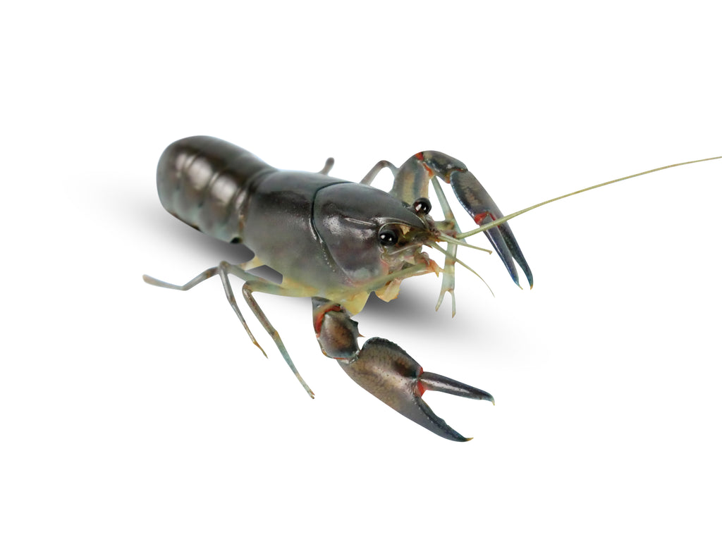 Live Pet Yabby for Sale