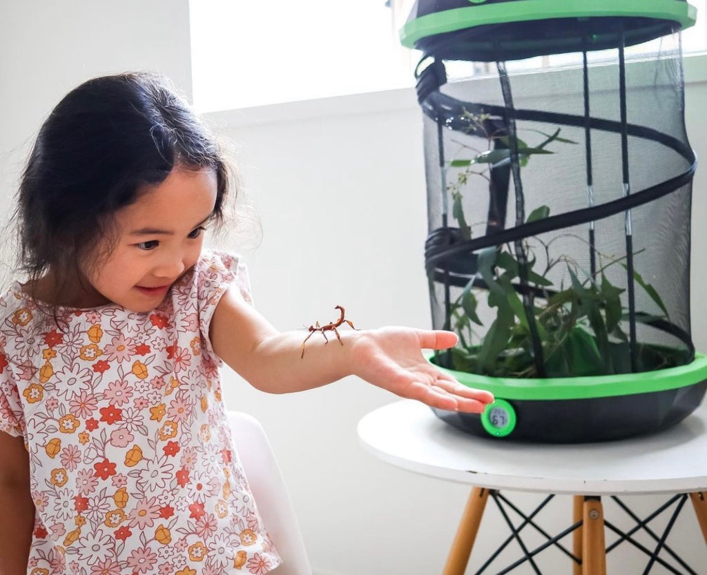 Stick Insects Happy Pet Shack