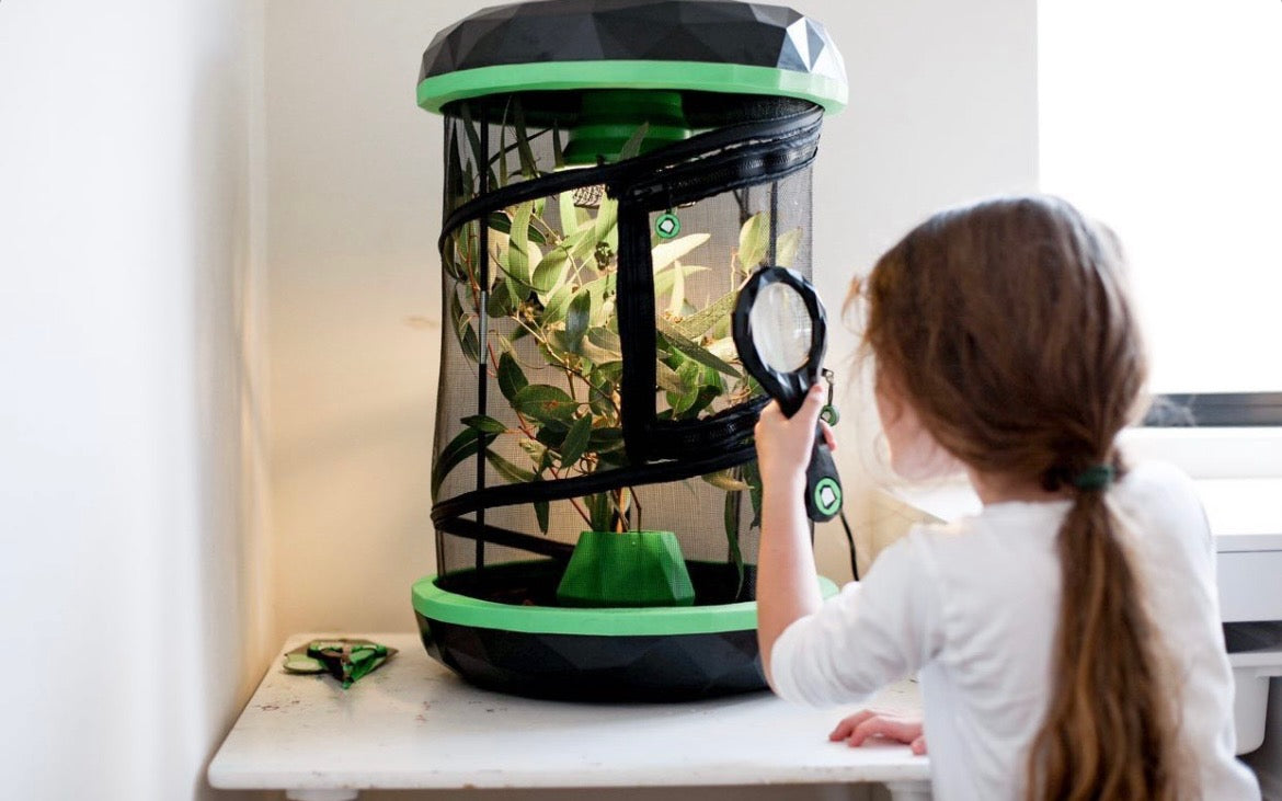 Pet Stick Insect Enclosure | Insectimo Pod – Happy Pet Shack