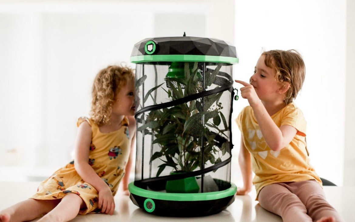 Pet Stick Insect Enclosure | Insectimo Pod – Happy Pet Shack