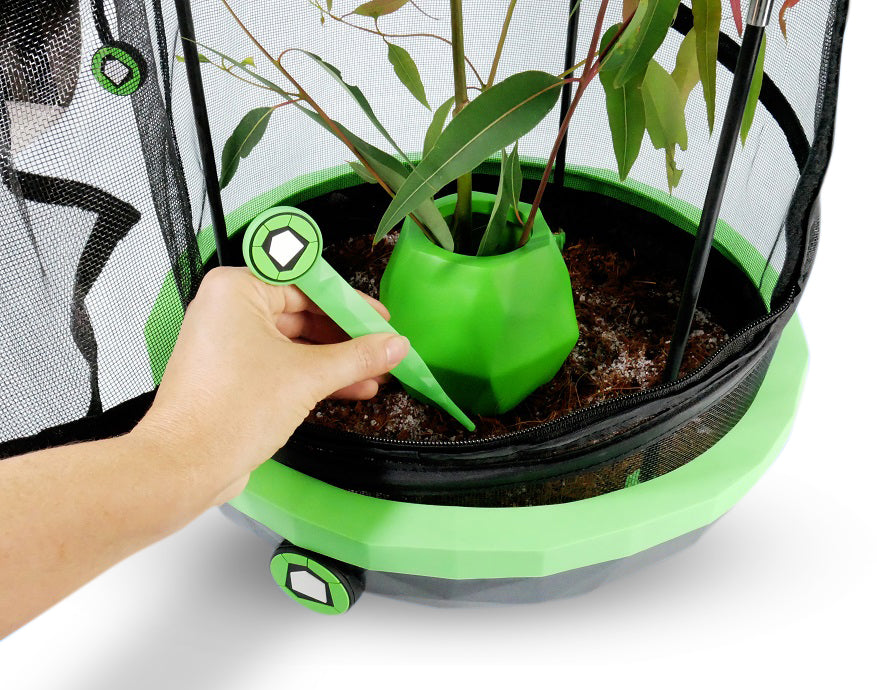 Stick Insects – Happy Pet Shack