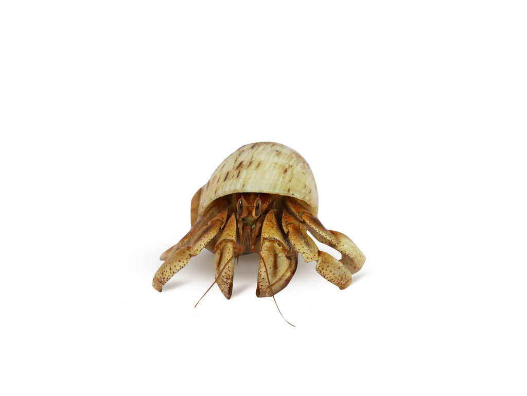Hermit Crab Natural Spare Shell