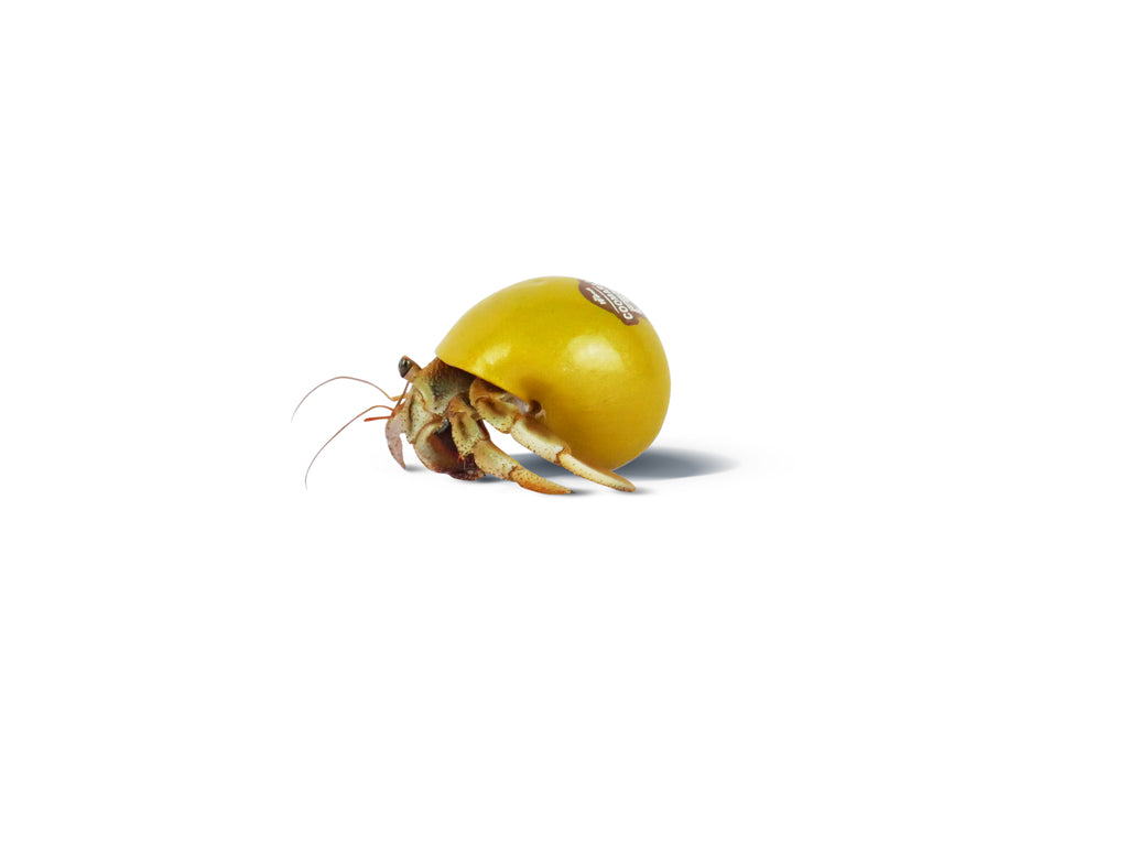 Hermit Crab Spare Shell