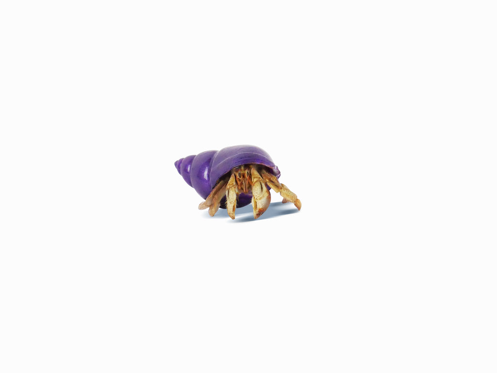 Hermit Crab Spare Shell