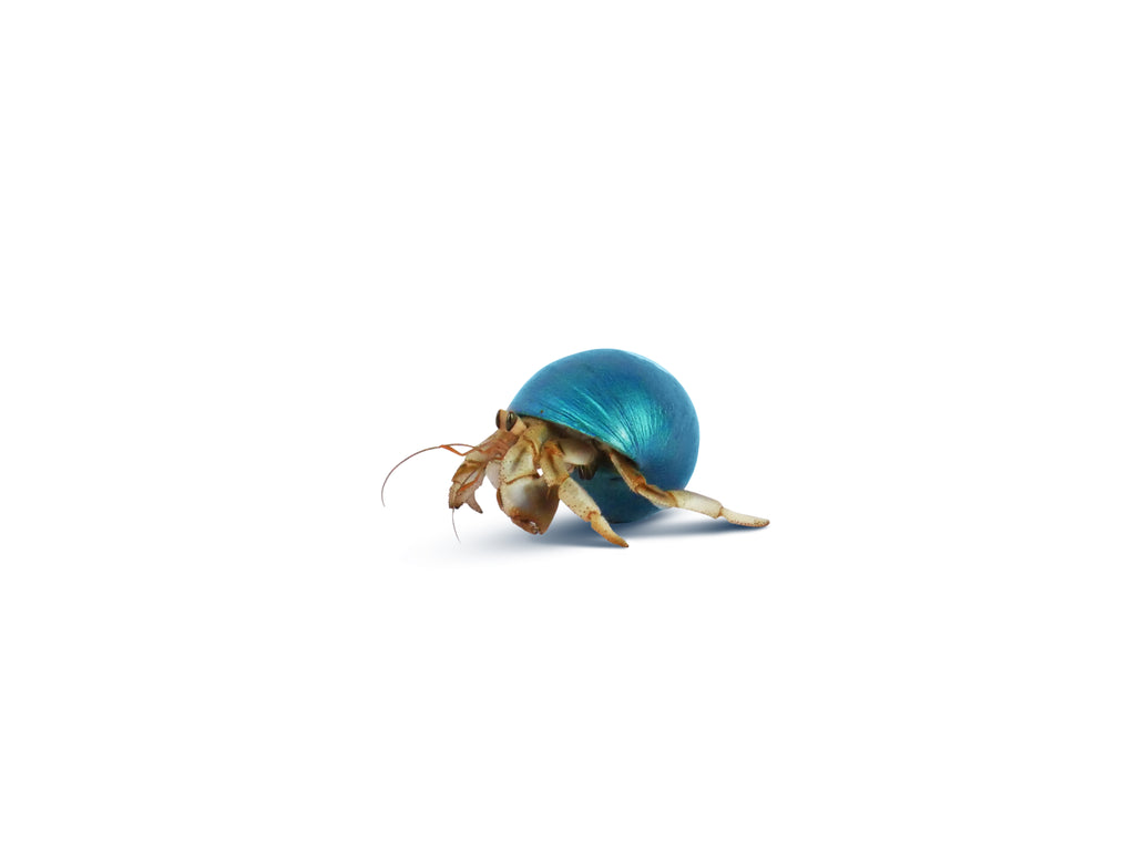 Hermit Crab Spare Shell
