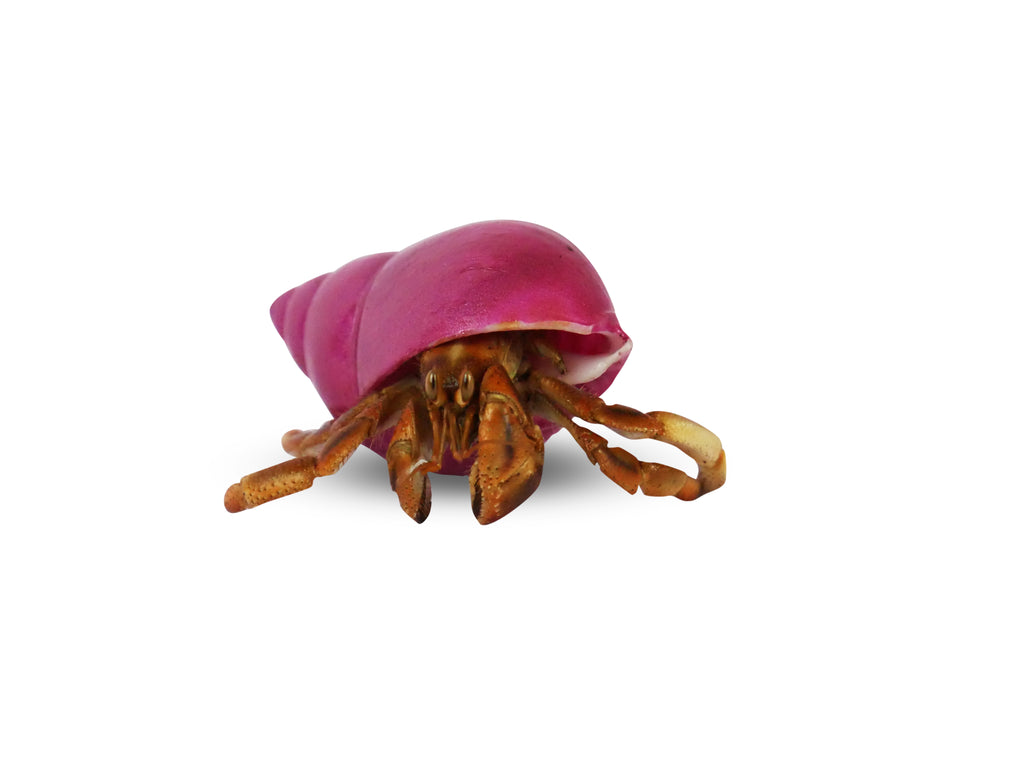 Pet Krabooz Hermit Crab