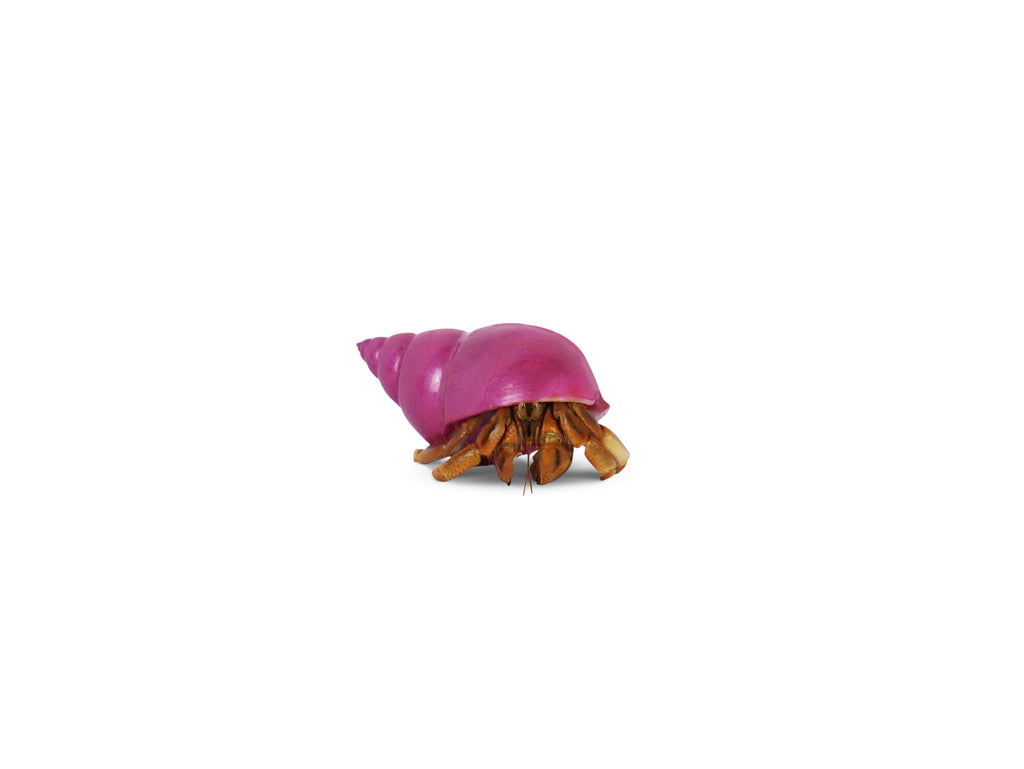 Hermit Crab Spare Shell