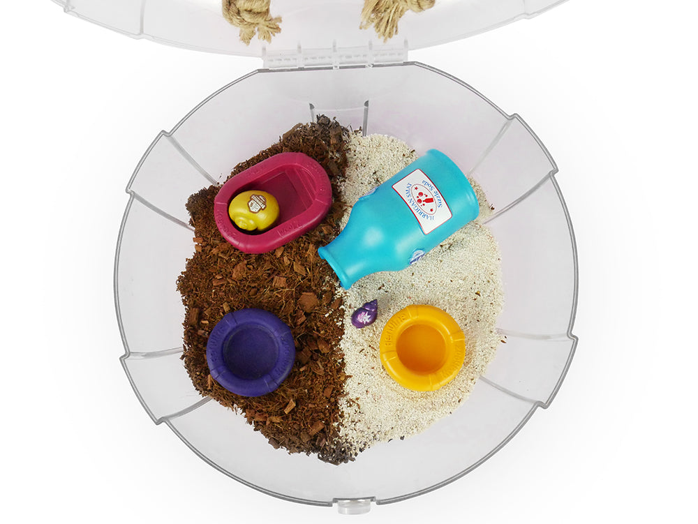 Hermit Crab Salt Water Pool