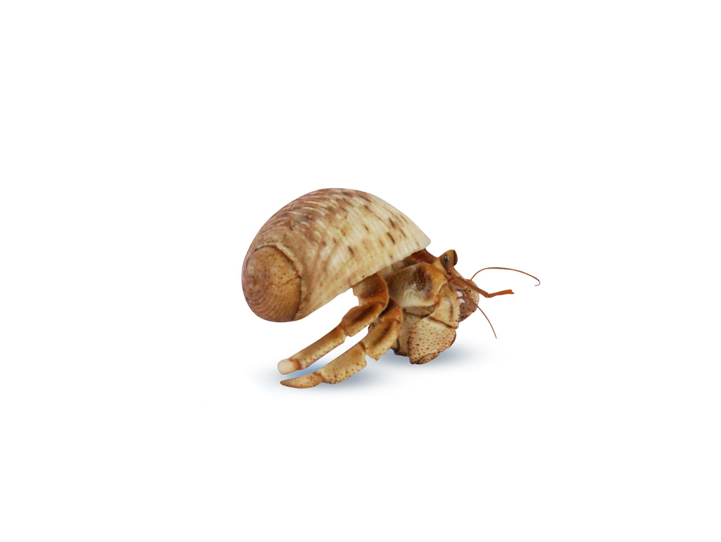 Pet Krabooz Hermit Crab