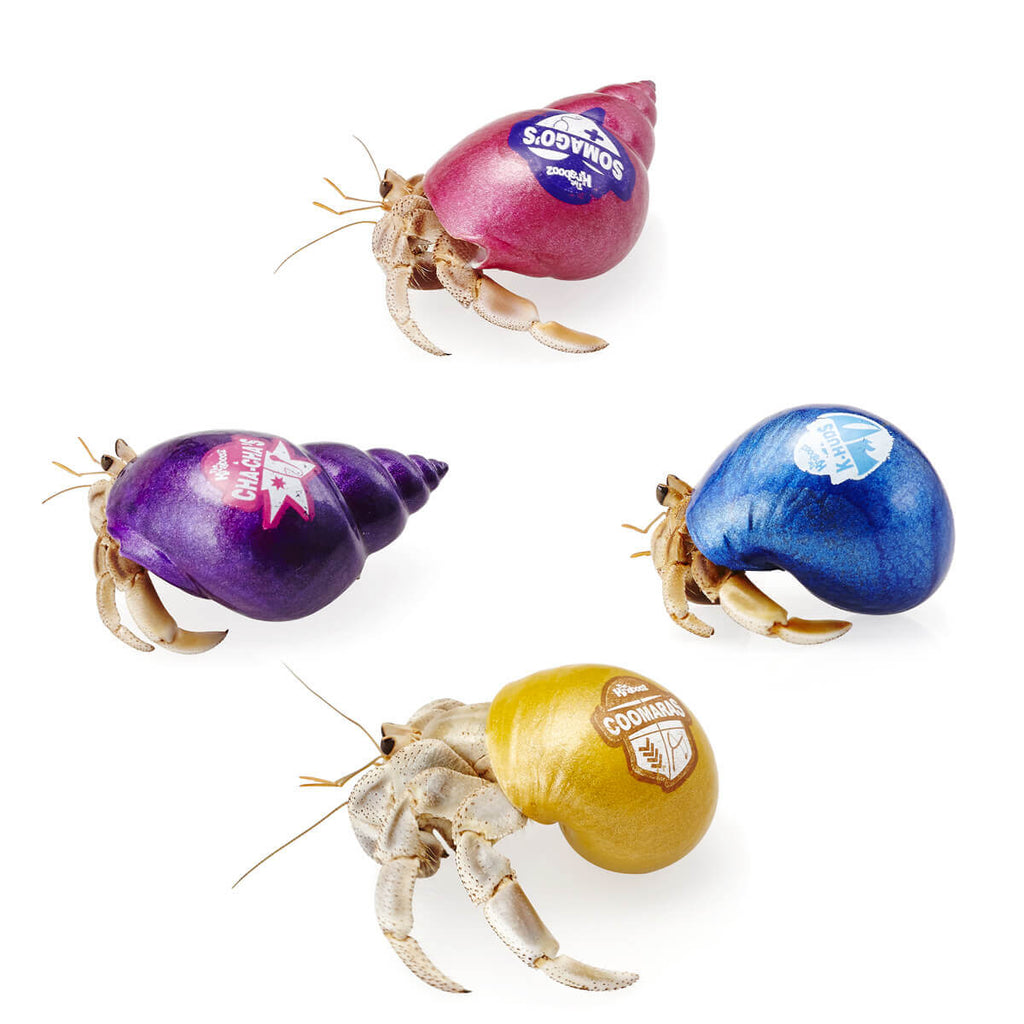 Hermit Crab Spare Shell