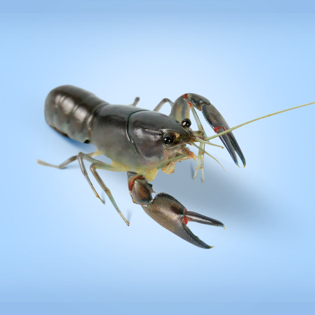Live Pet Yabby for Sale