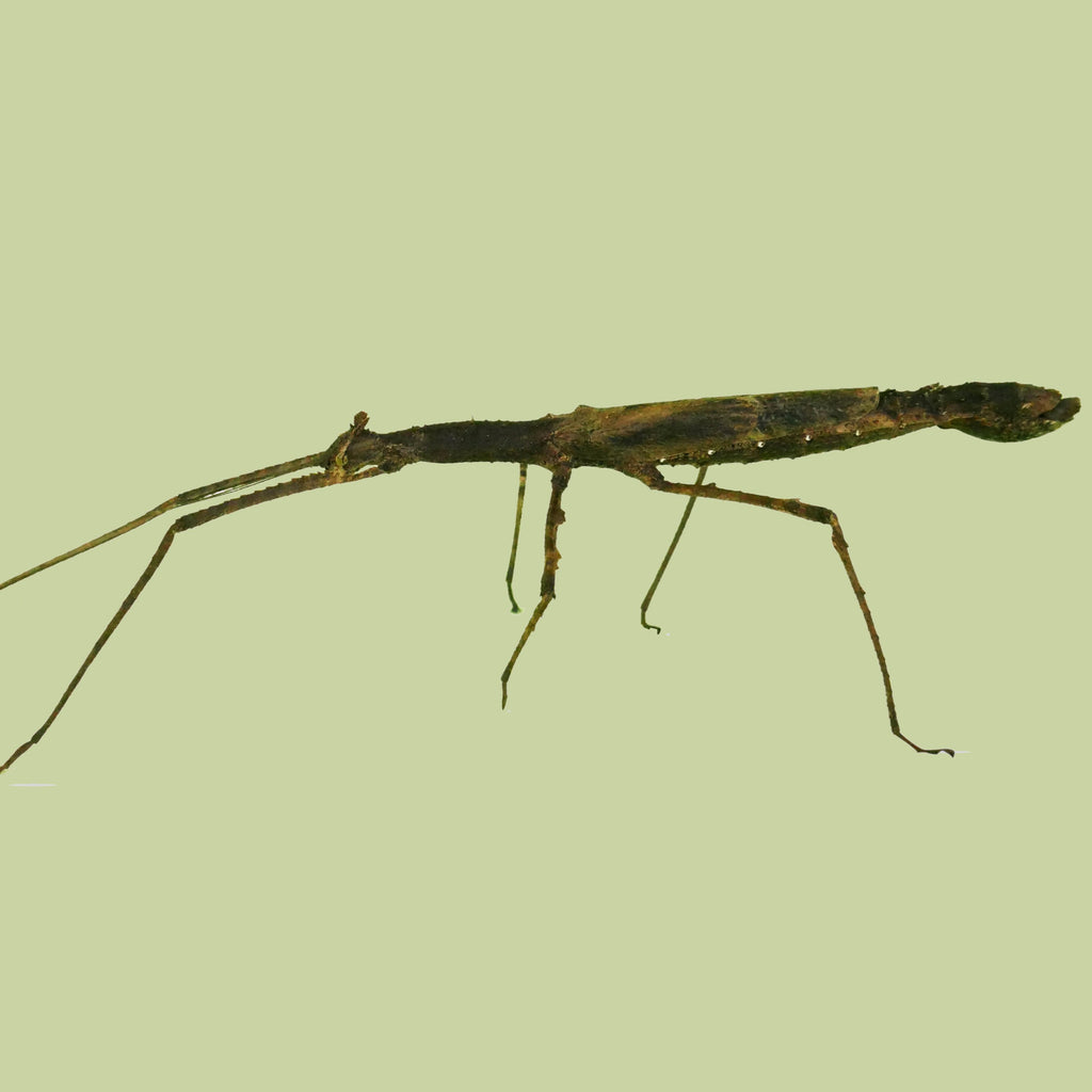 Pet Stick Insect