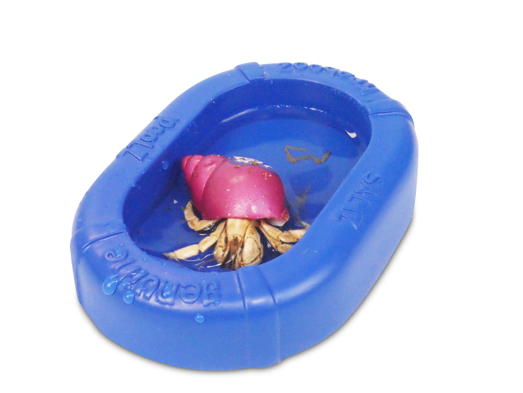 Hermit Crab Salt Water Pool