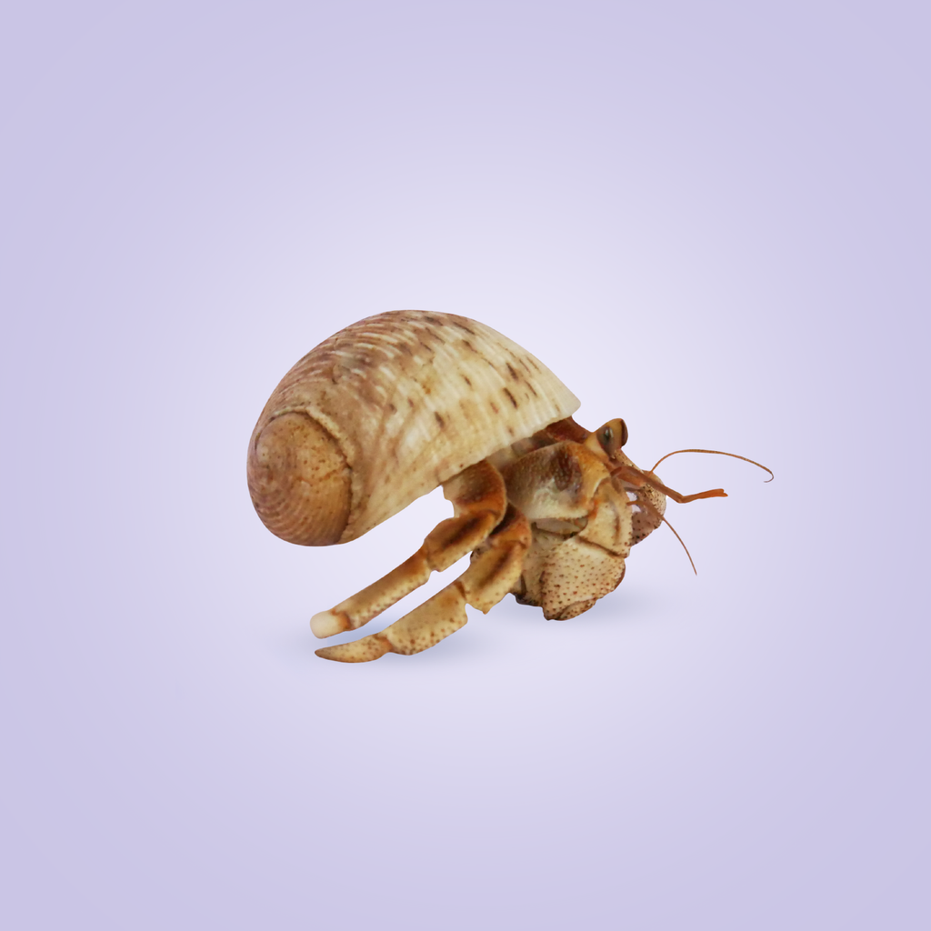 Pet Krabooz Hermit Crab